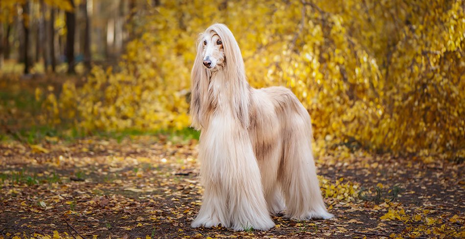 Afghan Hound