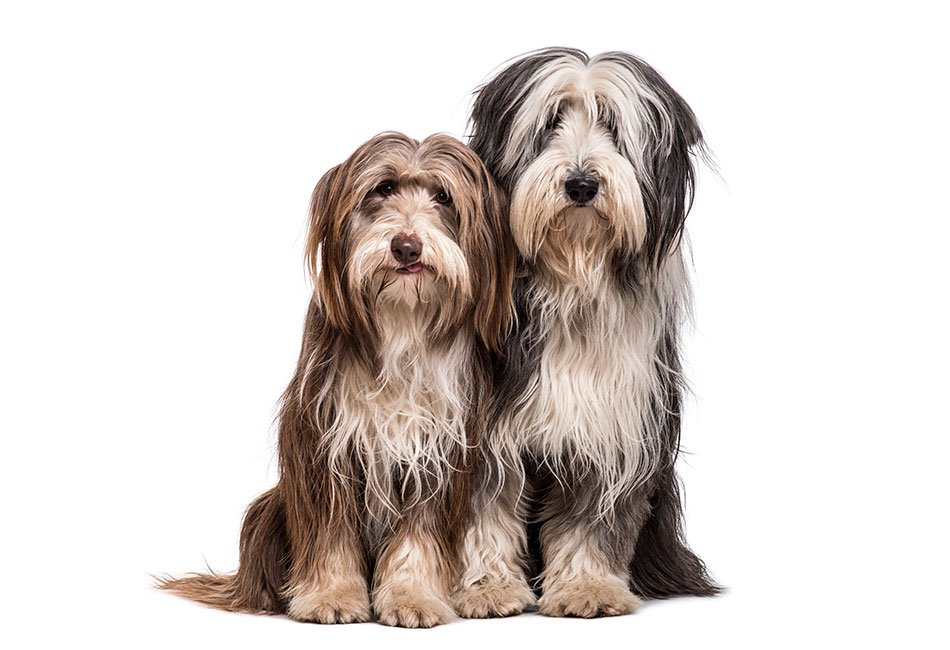 Bearded Collie