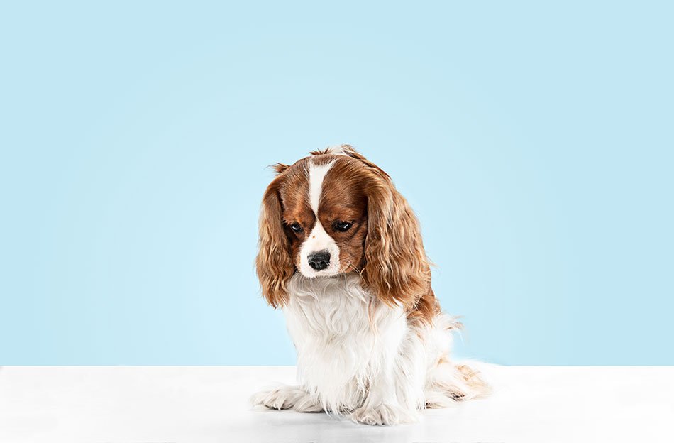 Cavalier King Charles Spaniel