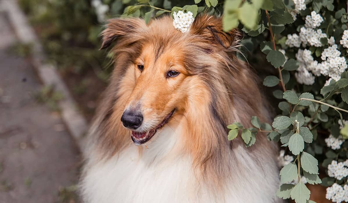 Long-Haired Dog Breeds