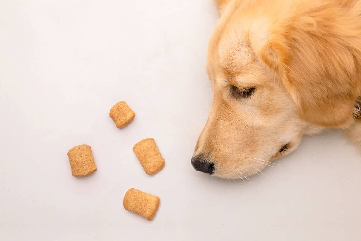 Oatmeal Turkey Dog Treats