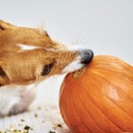 Can Dog Eat Pumpkin