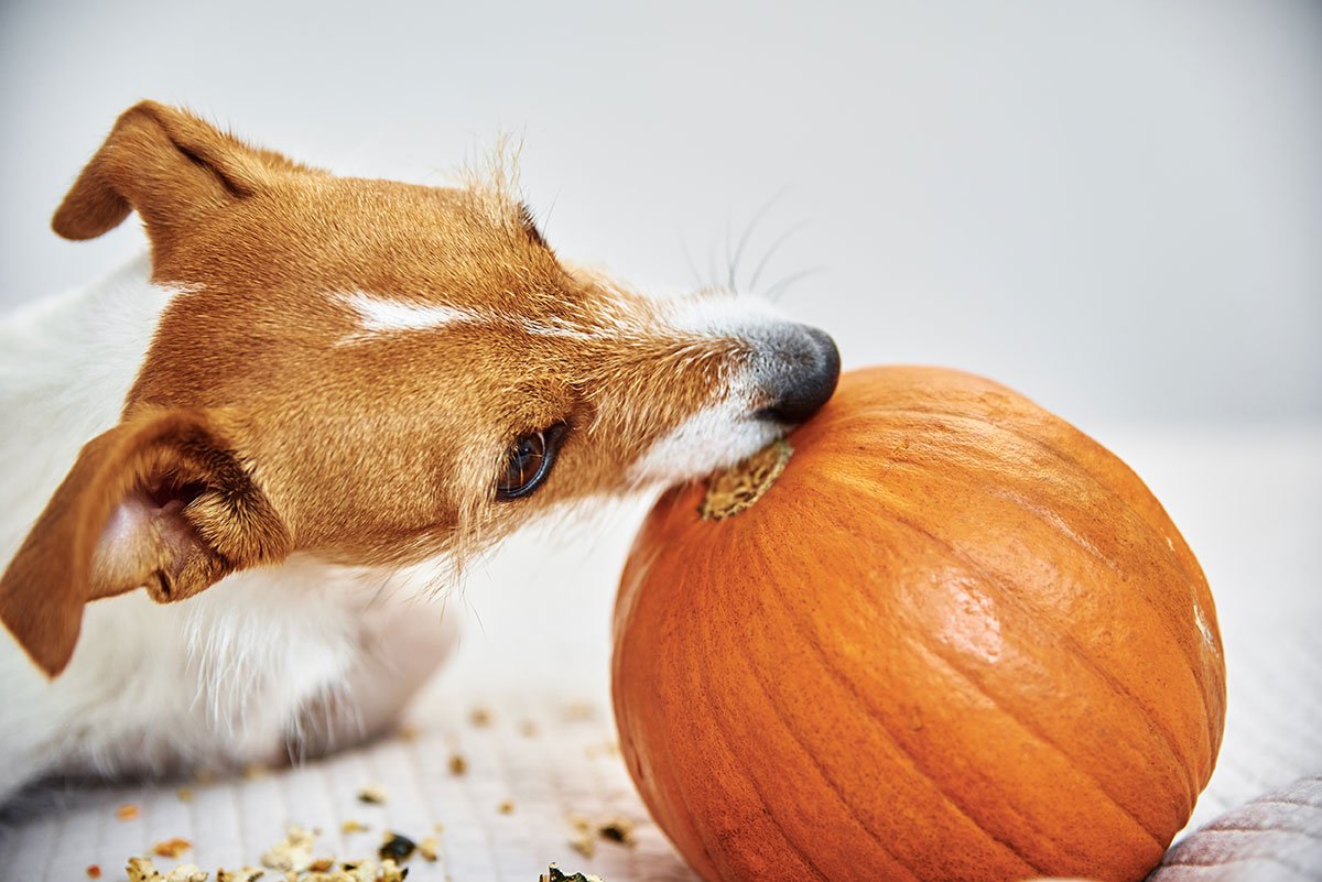 Can Dog Eat Pumpkin