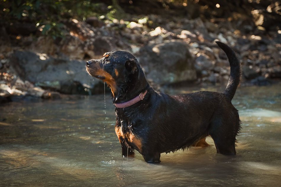 Rottweiler dog breed