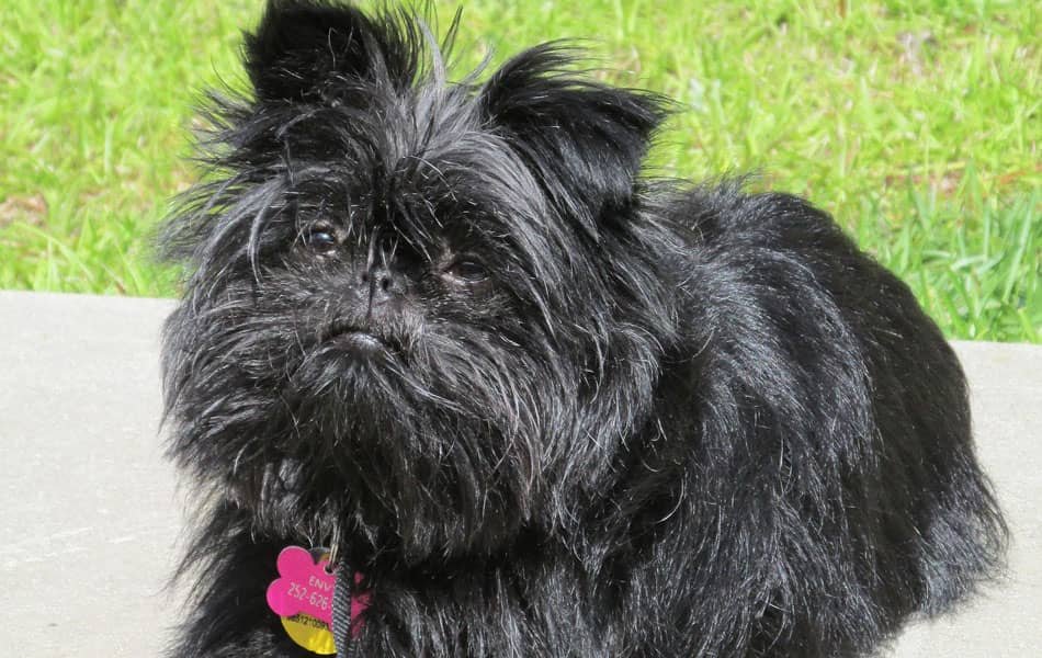 affenpinscher