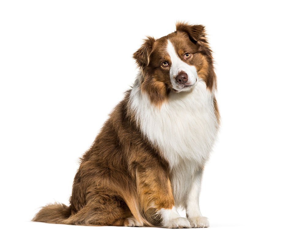 Australian Shepherd