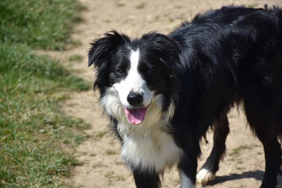 Border Collie fastest runner dog breed