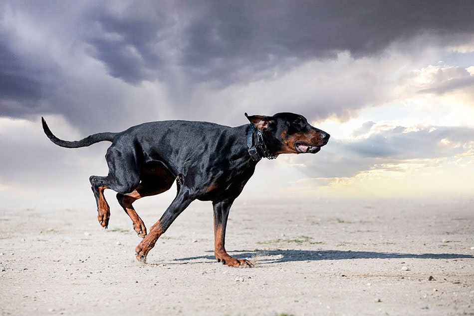 Doberman Pinscher