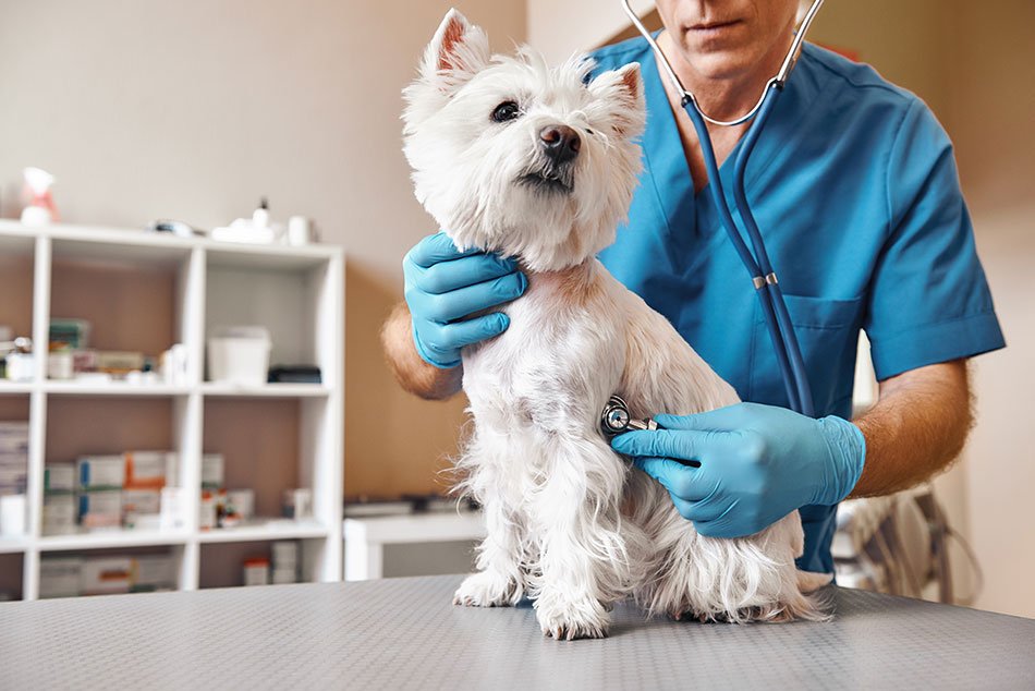 Dog is Breathing Fast veterinarian check