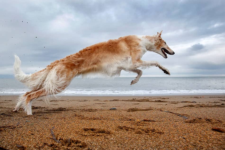 Greyhound fastest dog in world