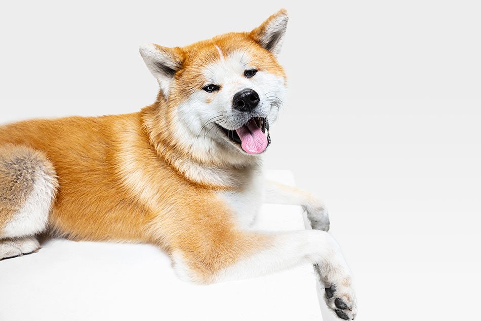 Akita dog