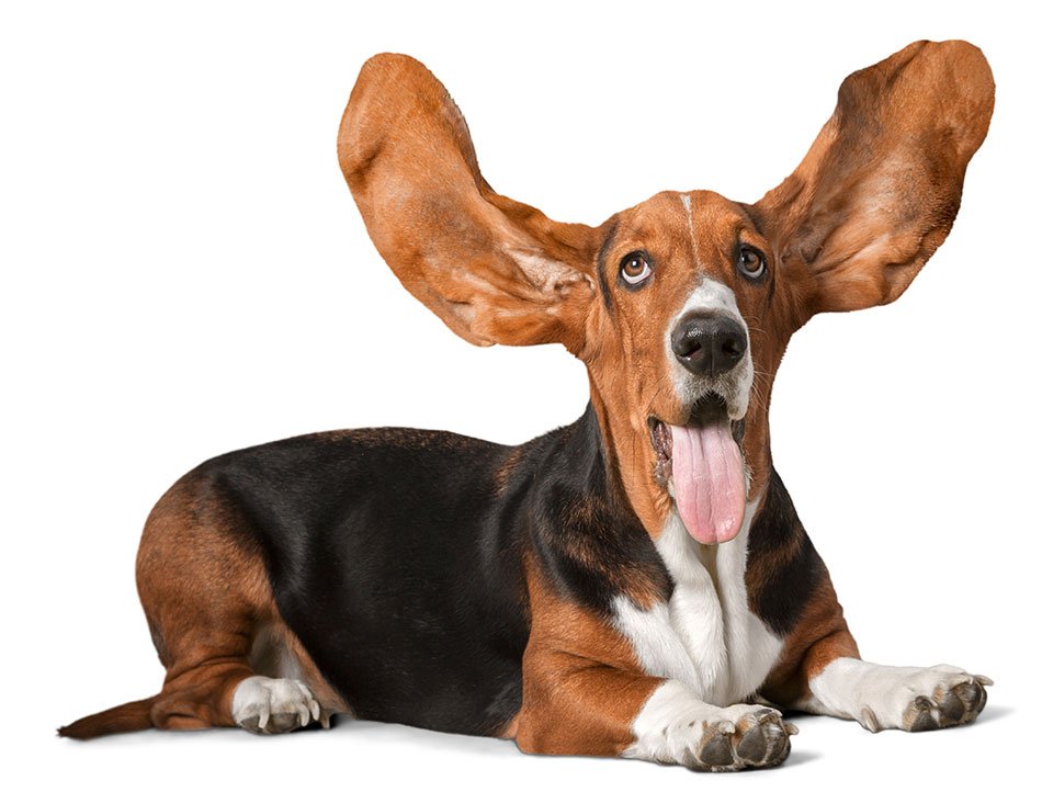 Basset Hound