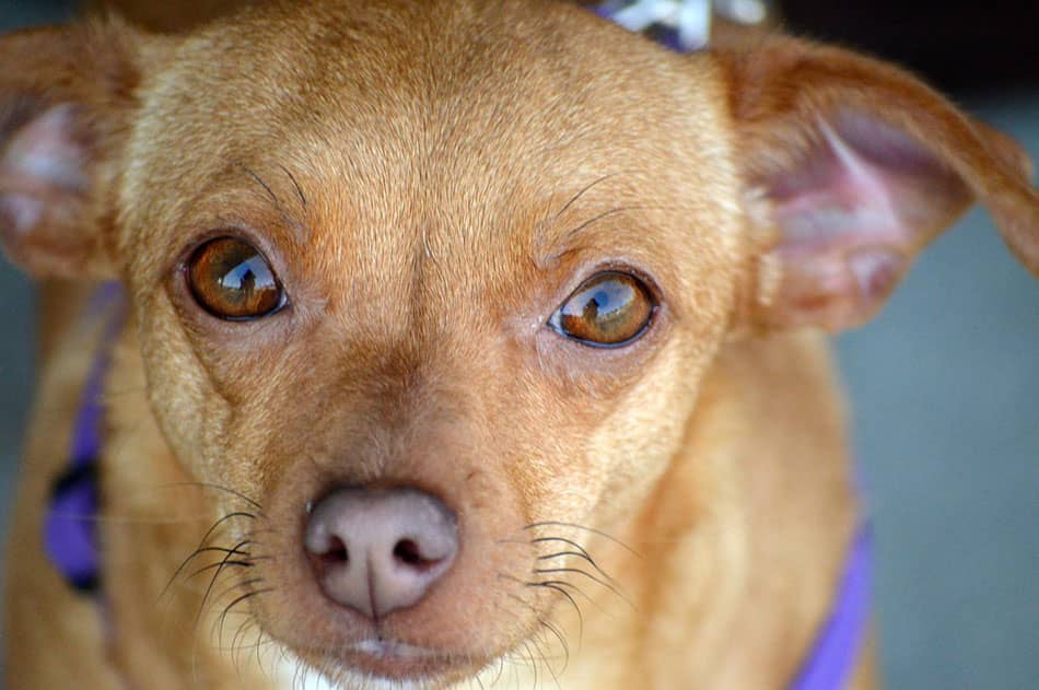 Chiweenie Chihuahua Dachshund Mix