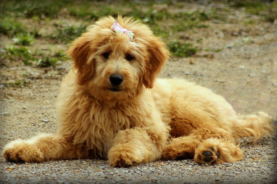 Goldendoodle Golden Retriever Poodle Mix