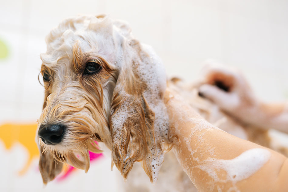 Hypoallergenic store cross breeds