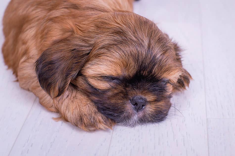 Shorkie mixed breed dog