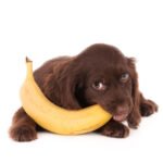 Can Dogs Eat Bananas