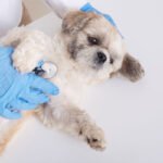 Finding a New Veterinarian