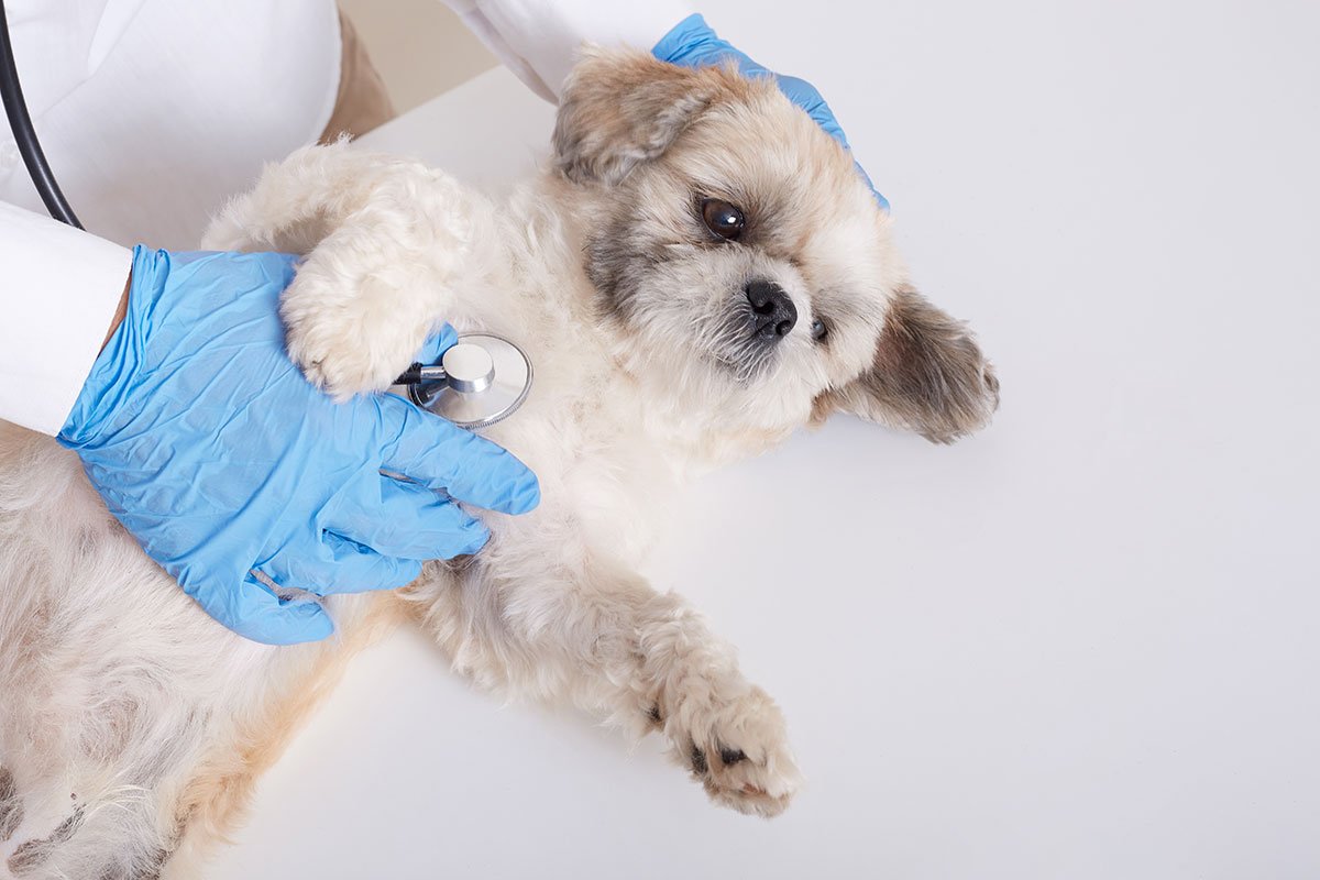 Finding a New Veterinarian